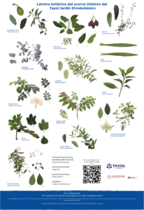 lámina botánica de especies de plantas tintóreas Hueyapan puebla